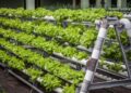 Vertical Farming Represents Tech-Driven Food Production