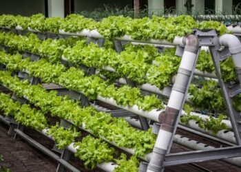 Vertical Farming Represents Tech-Driven Food Production